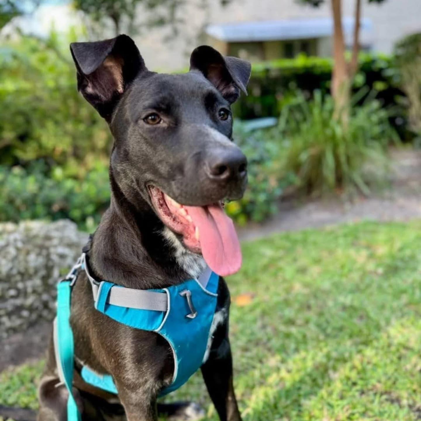 Darius (FOSTER OR FOSTER TO ADOPT)