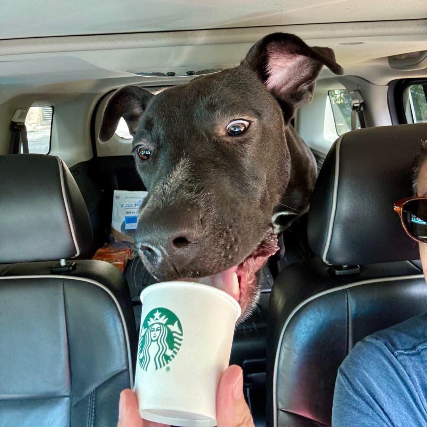 Darius (FOSTER OR FOSTER TO ADOPT)