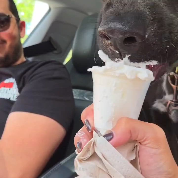 Enlarge Darius (FOSTER OR FOSTER TO ADOPT), a Adoptable mixed breed in Miami, FL video 4/6