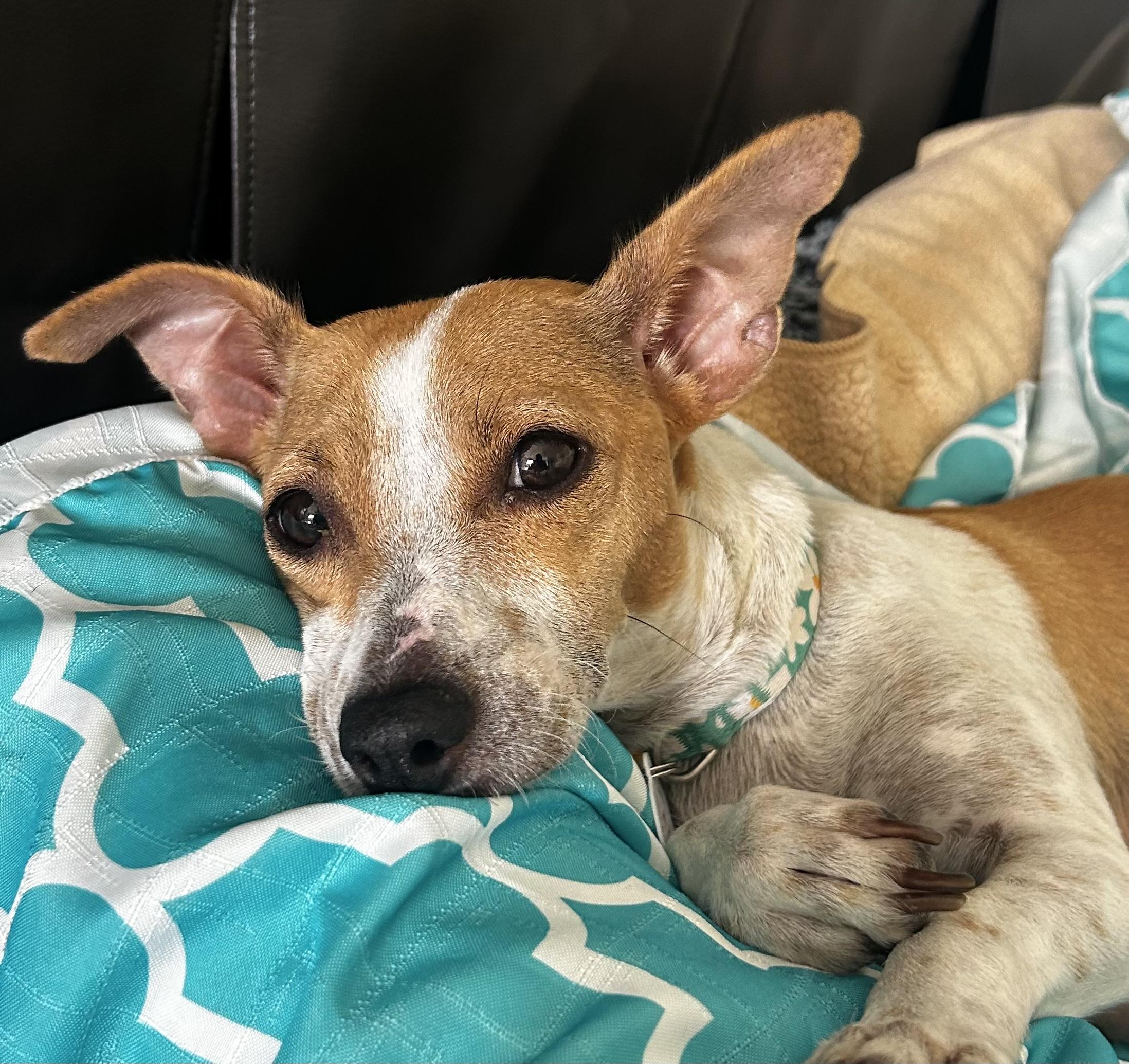 Enlarge Junie, a Adoptable mixed breed in Corona Del Mar, CA image 2/5