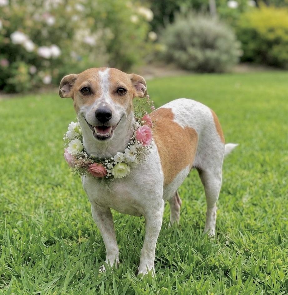 Enlarge Junie, a Adoptable mixed breed in Corona Del Mar, CA image 3/5