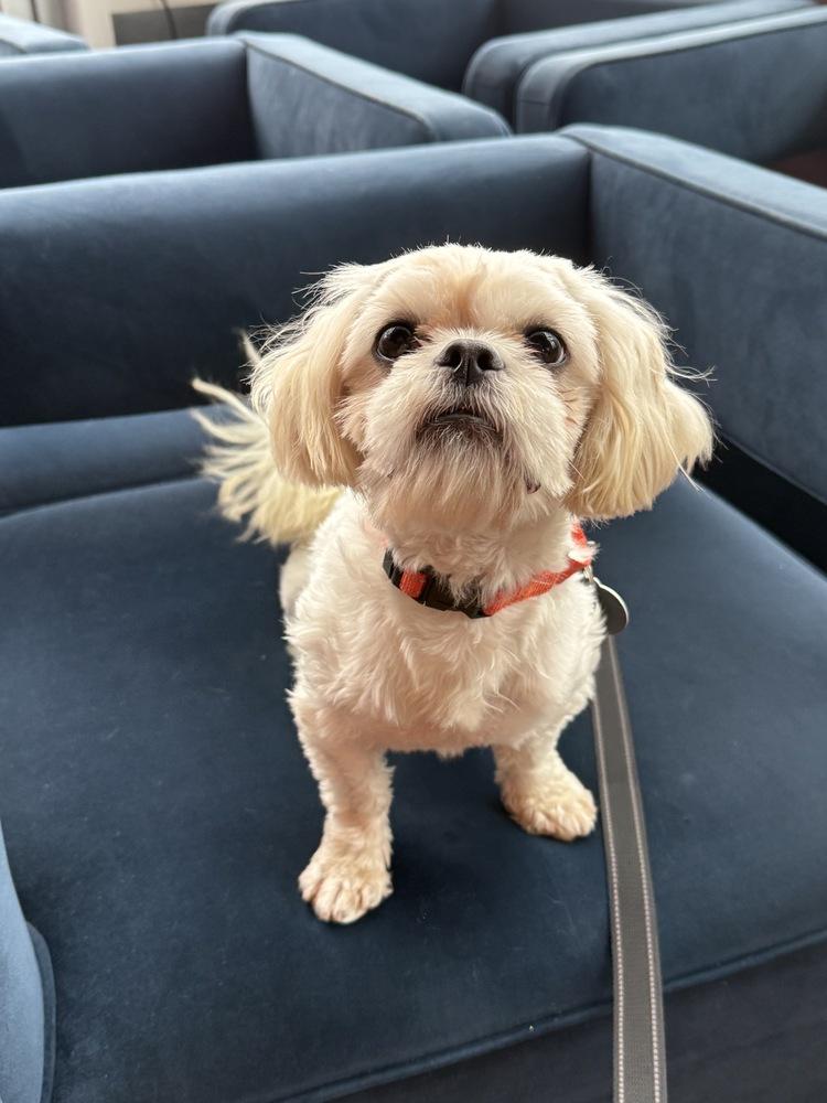 Enlarge Rue, a Adoptable mixed breed in Manhattan, NY image 2/2
