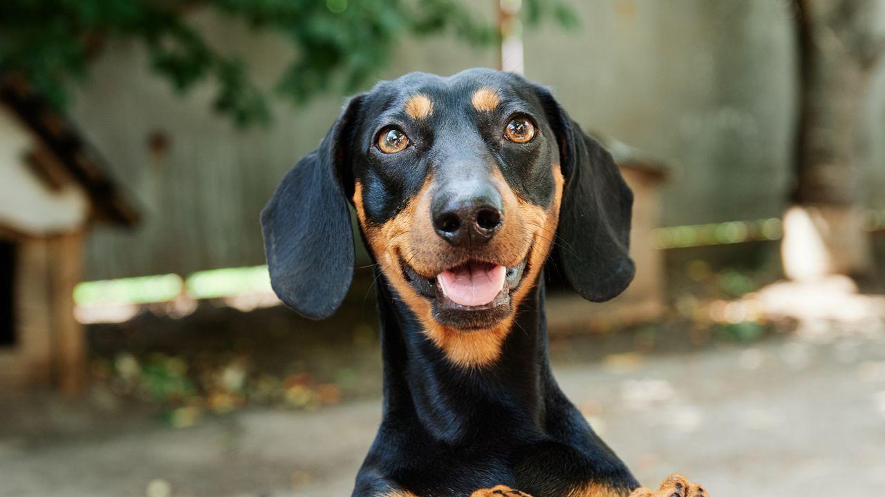 Ponce-Test-Hannah, Adoptable, Adult Male Dachshund.