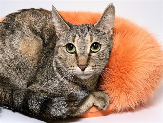LOLA, Adoptable, Young Female Domestic Short Hair.