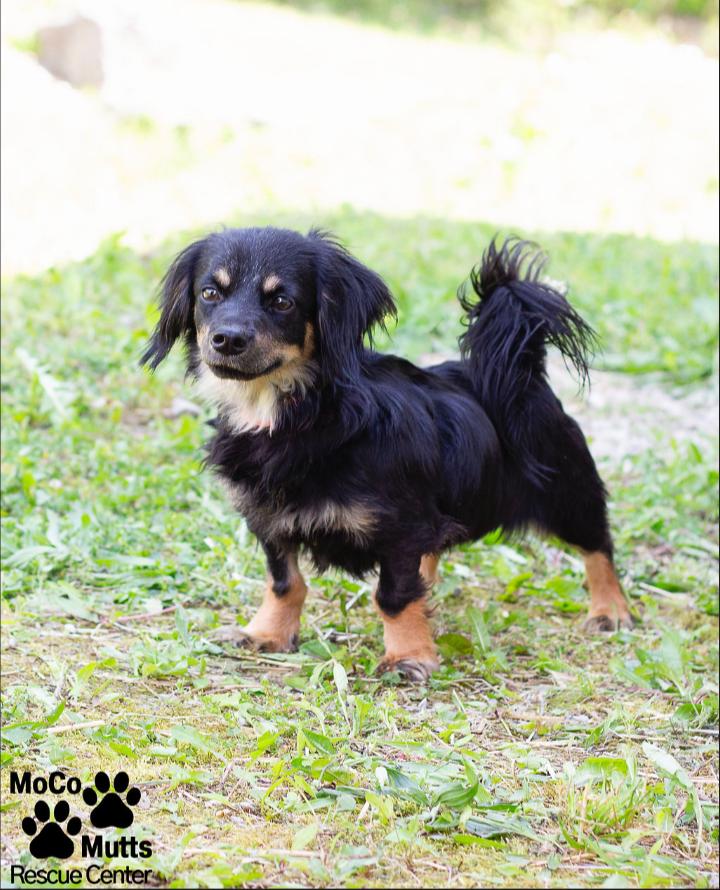 Echo, ADOPTABLE, Adult Female Dachshund (Miniature Long Haired) & Yorkshire Terrier.