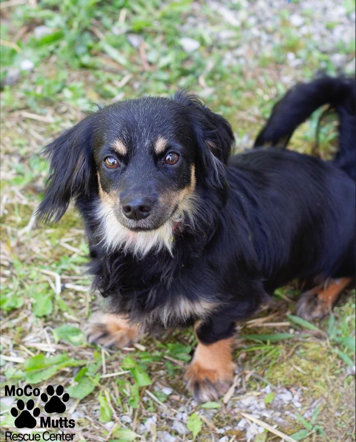 Echo, a ADOPTABLE mixed breed in Sunbright, TN image 2/3