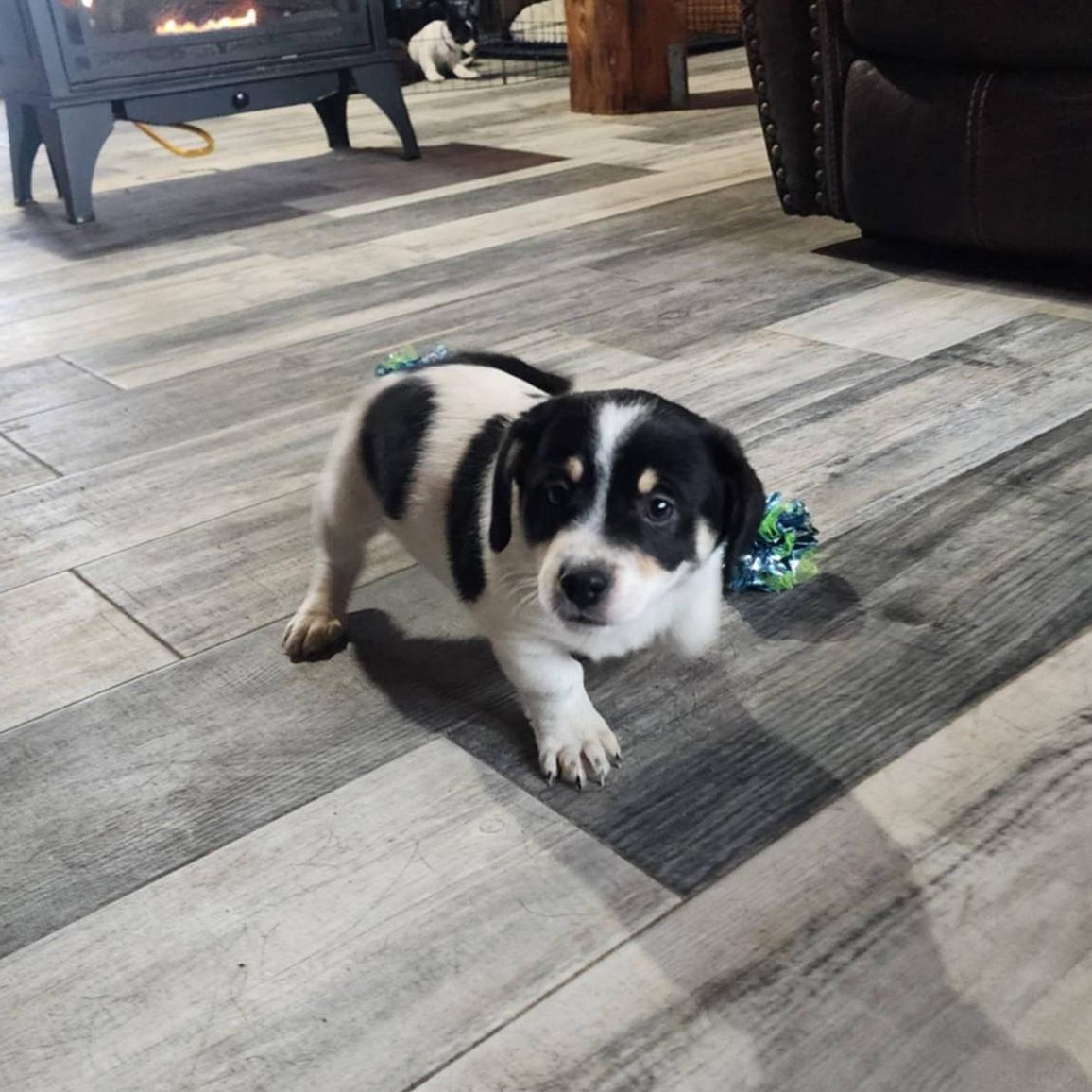 Summit, Adoptable, Puppy Male Dachshund.