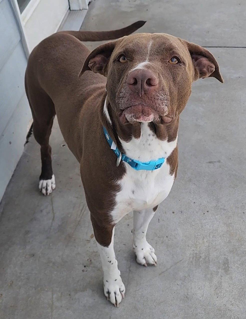 Kyzer, Adoptable, Adult Male Chocolate Labrador Retriever & Pit Bull Terrier.