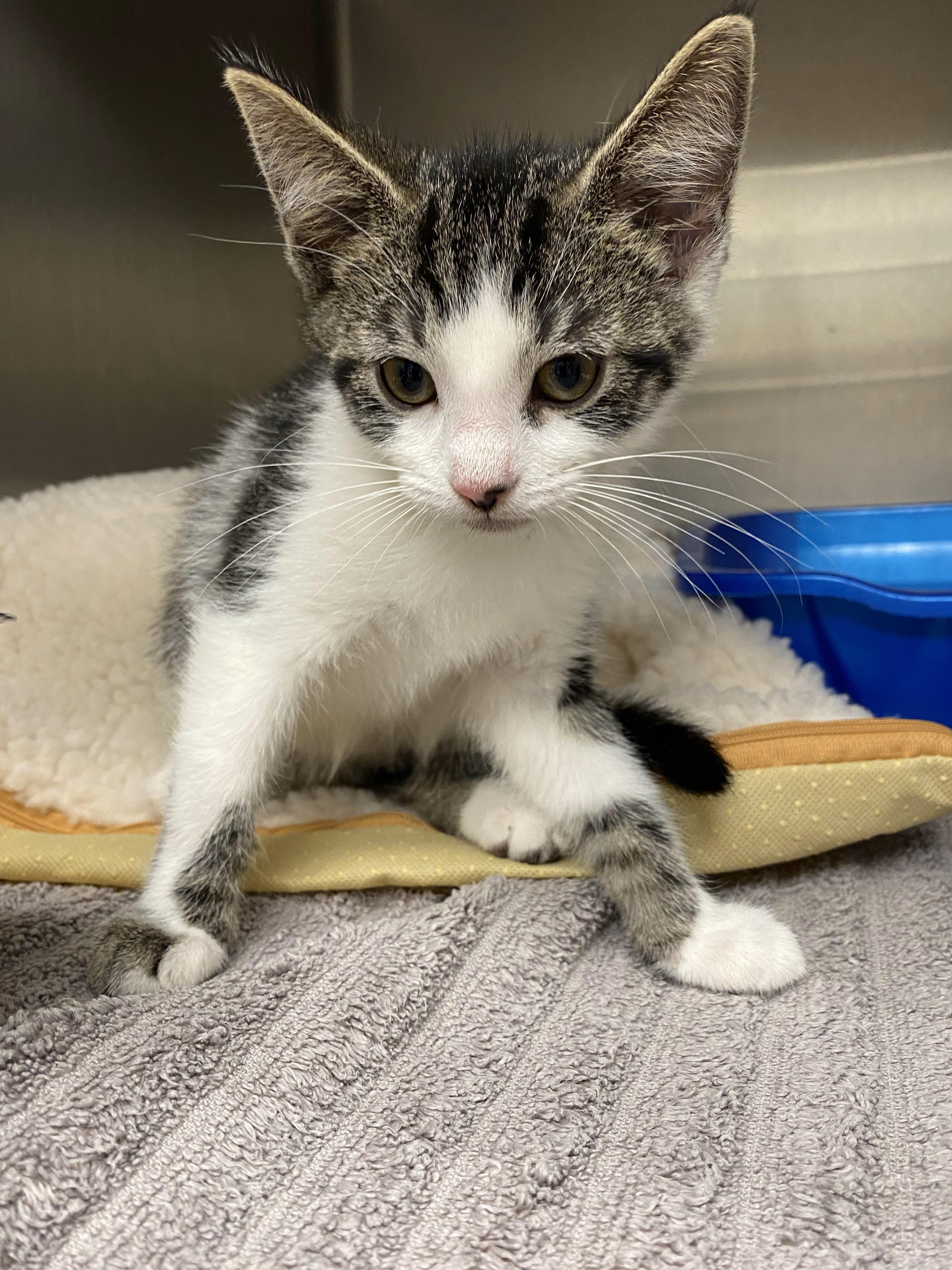 Suds, an adoptable Domestic Short Hair in Normal, IL_image-1