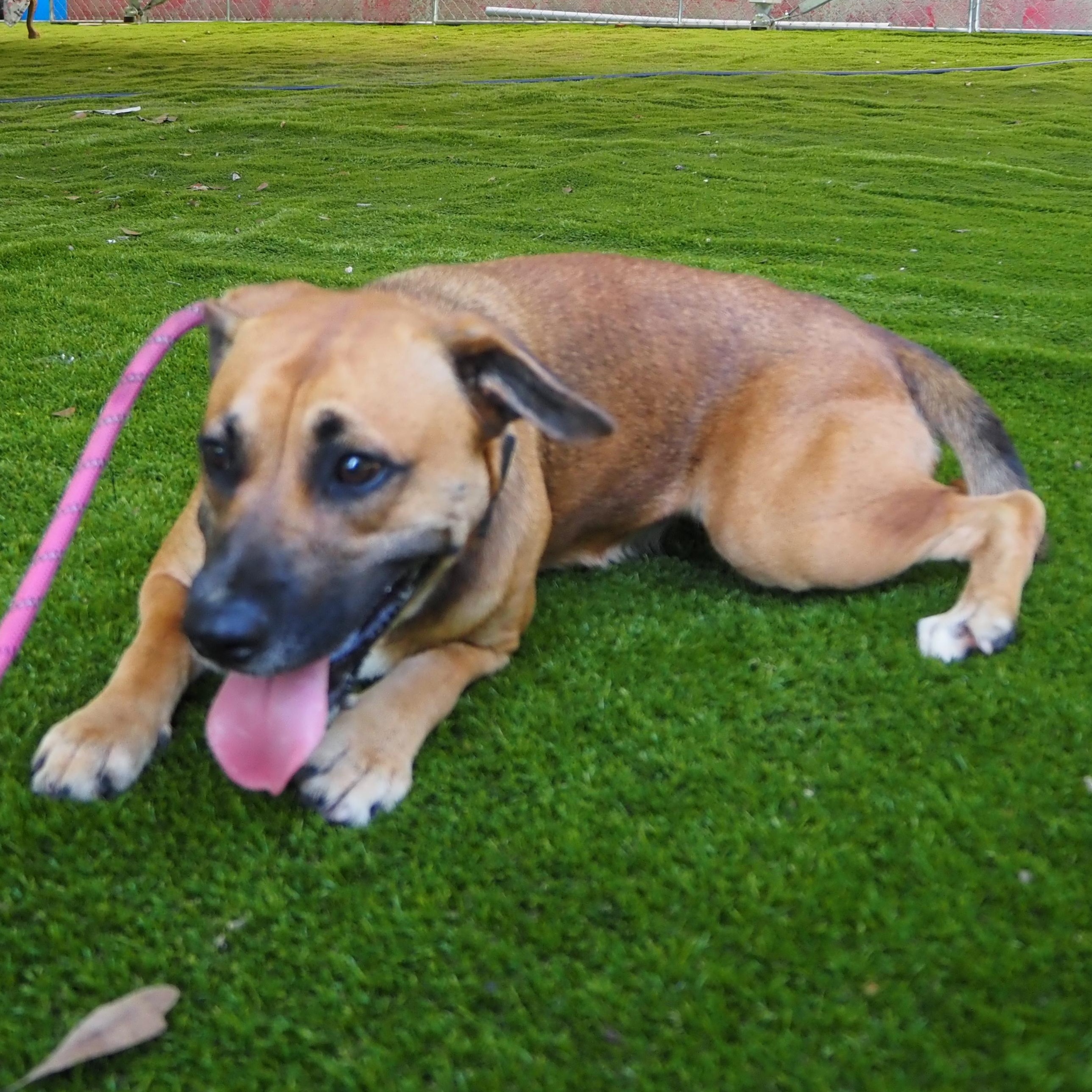 Enlarge Patrice, a Adoptable mixed breed in Wausau, WI image 3/5