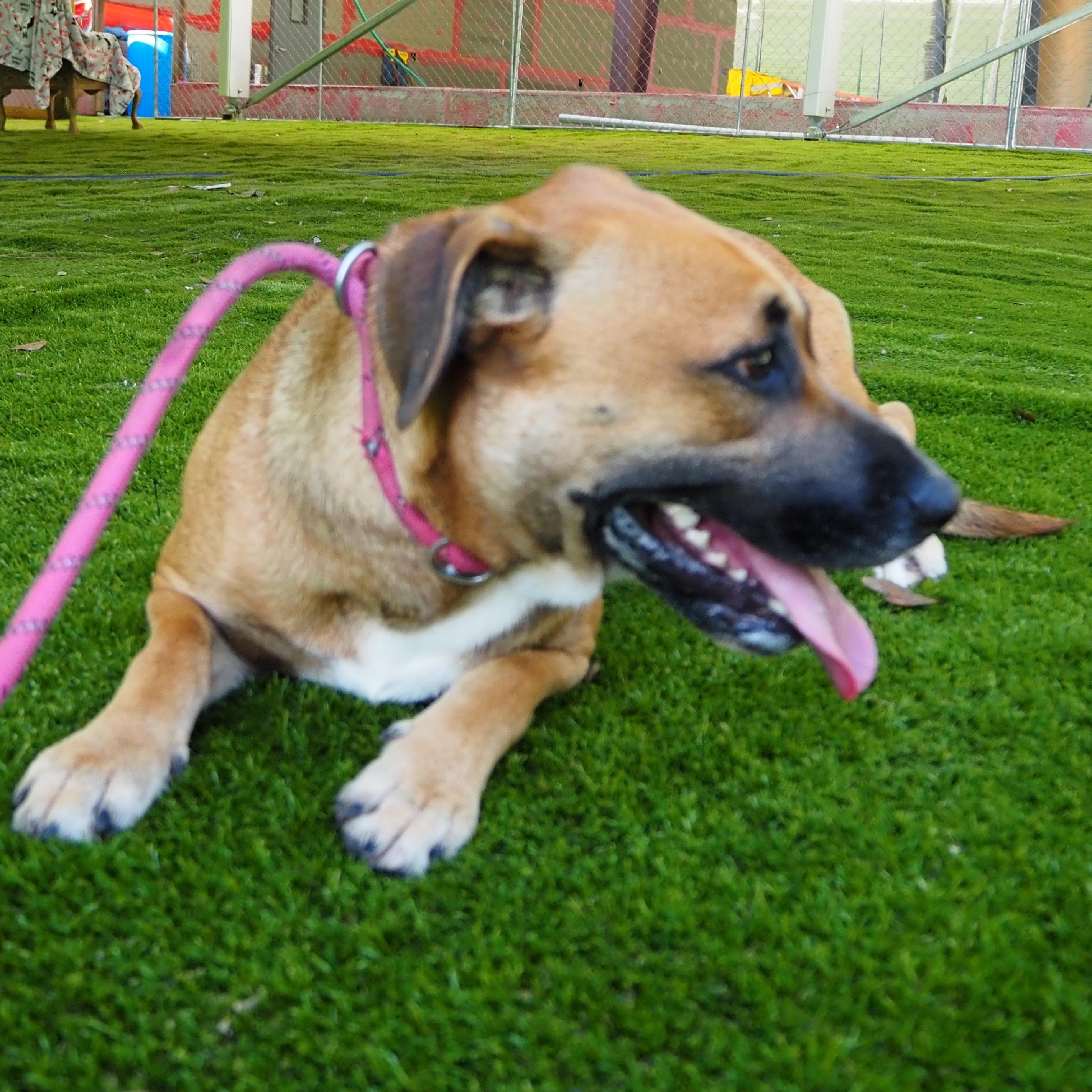 Enlarge Patrice, a Adoptable mixed breed in Wausau, WI image 4/5