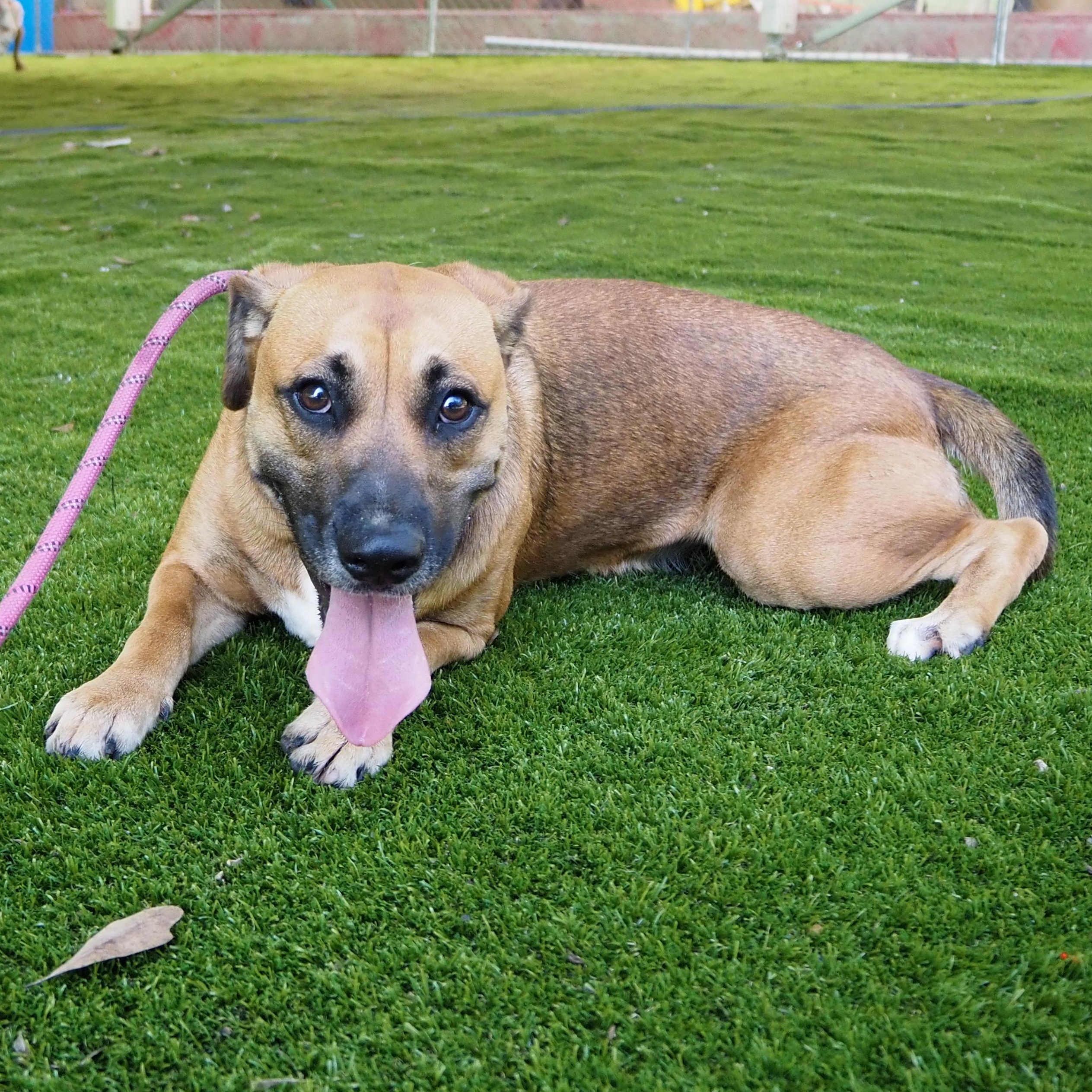 Enlarge Patrice, a Adoptable mixed breed in Wausau, WI image 2/5