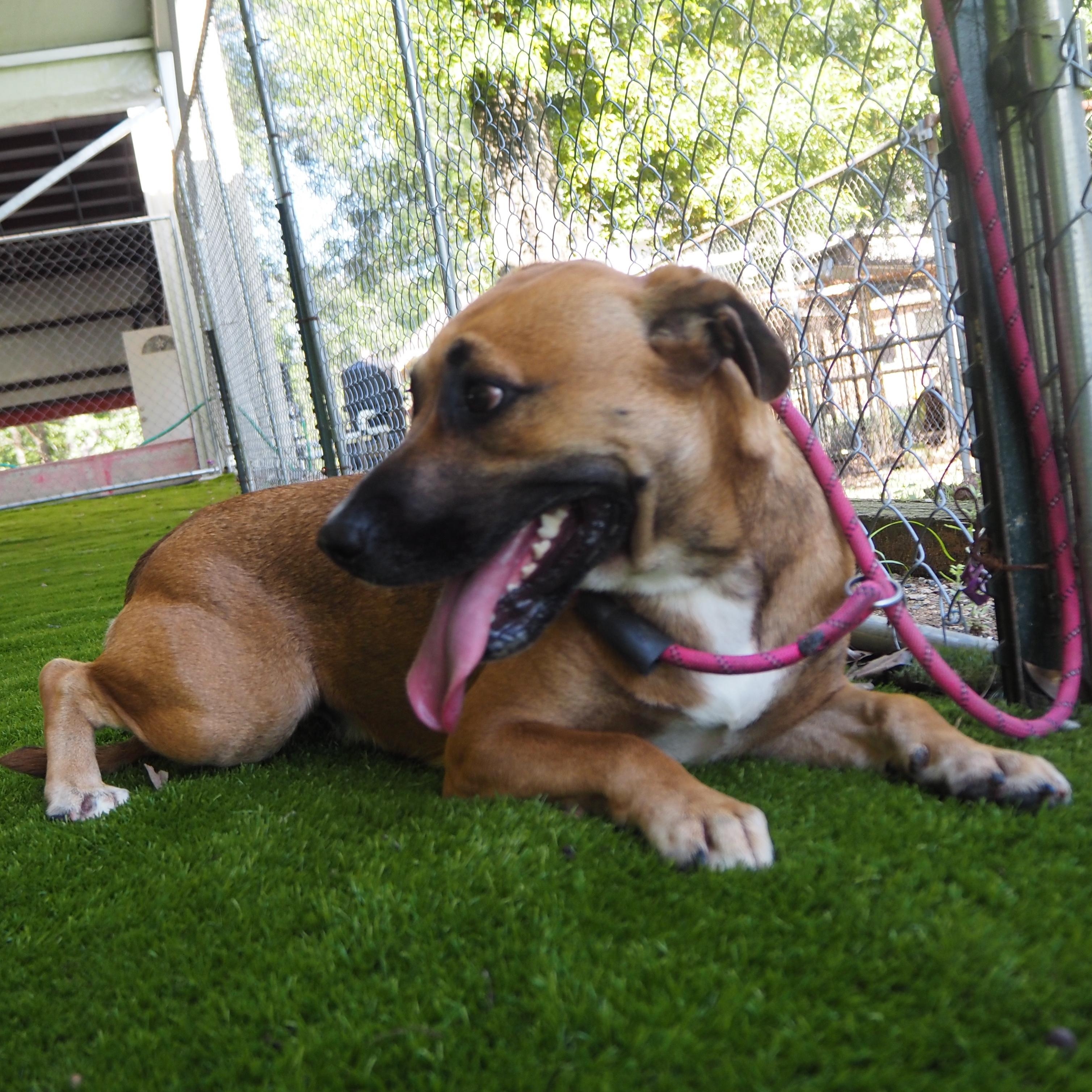 Enlarge Patrice, a Adoptable mixed breed in Wausau, WI image 5/5