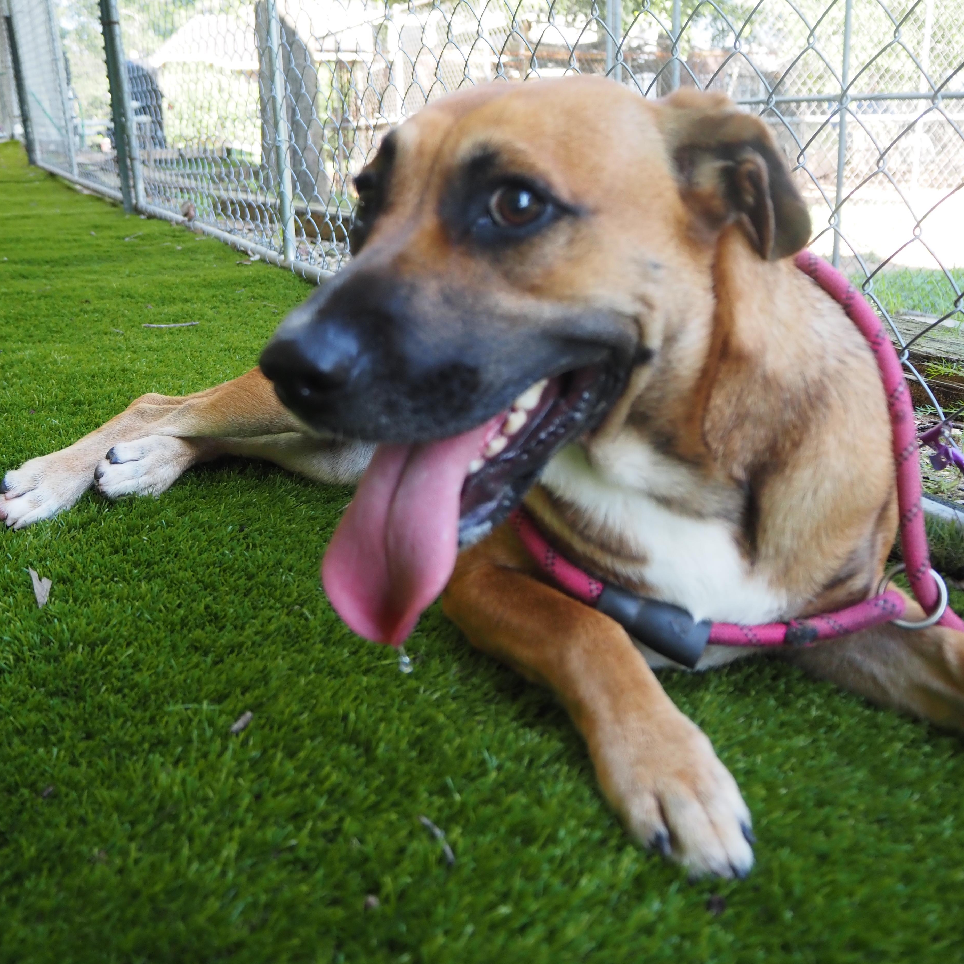 Enlarge Patrice, a Adoptable mixed breed in Wausau, WI image 1/5