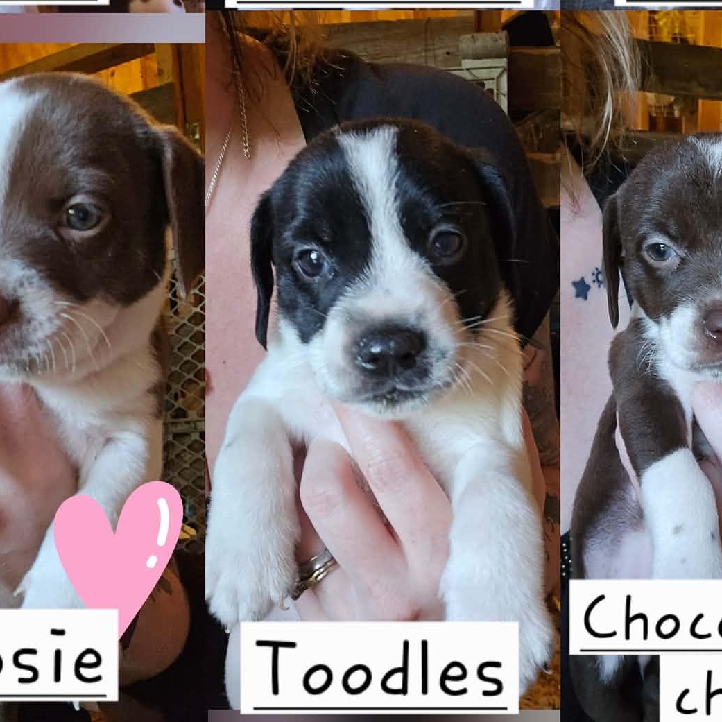 Toodles, Adopted, Puppy Male Hound & Pit Bull Terrier.