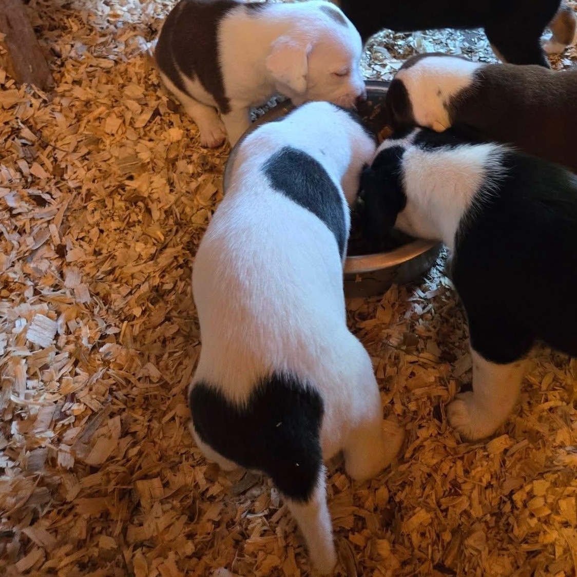 Enlarge Toodles, a Adopted mixed breed in Newark valley, NY image 6/6