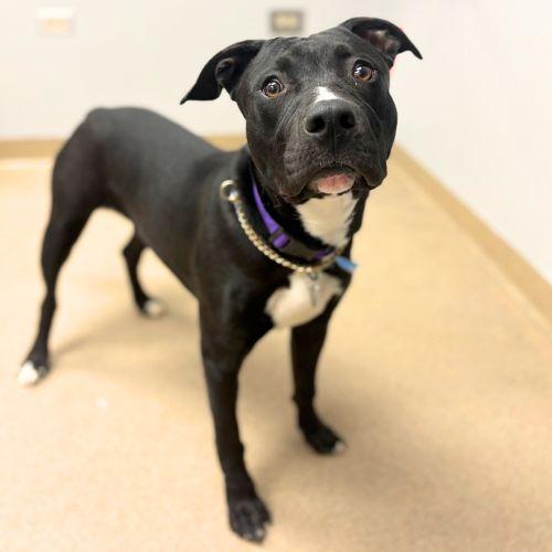 MARTIN, Adoptable, Young Male Pit Bull Terrier.