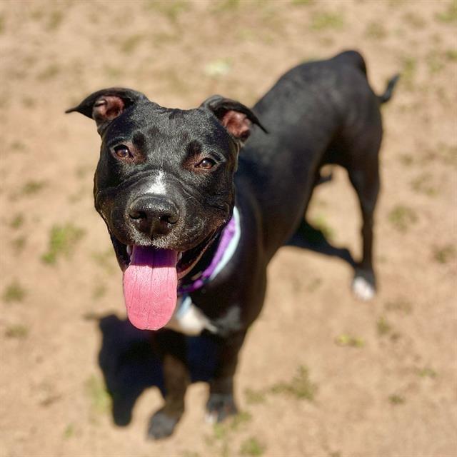 MARTIN, Adoptable, Young Male Pit Bull Terrier.