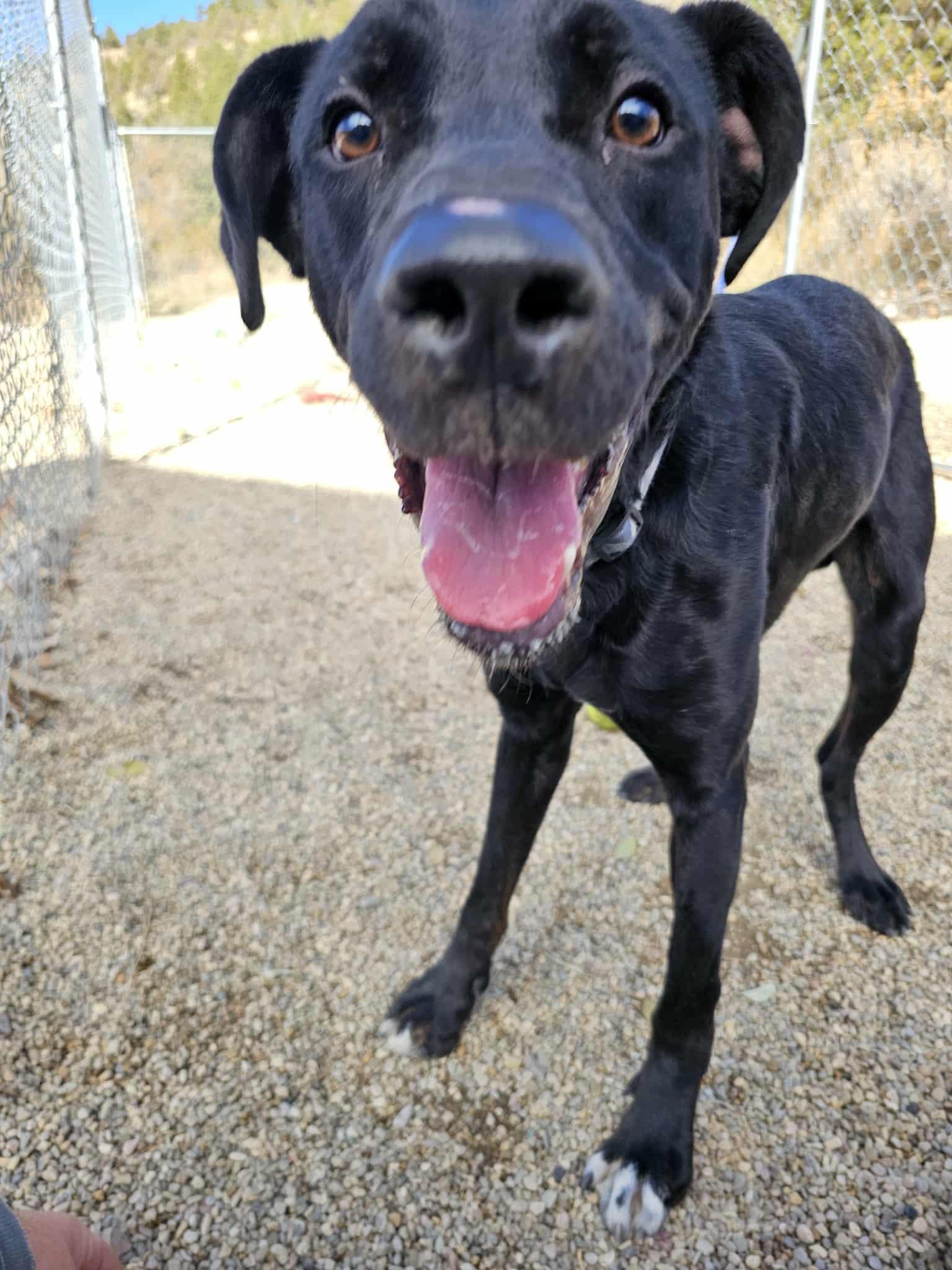 Diesel, a Adoptable mixed breed in Newcastle, WY image 1/3