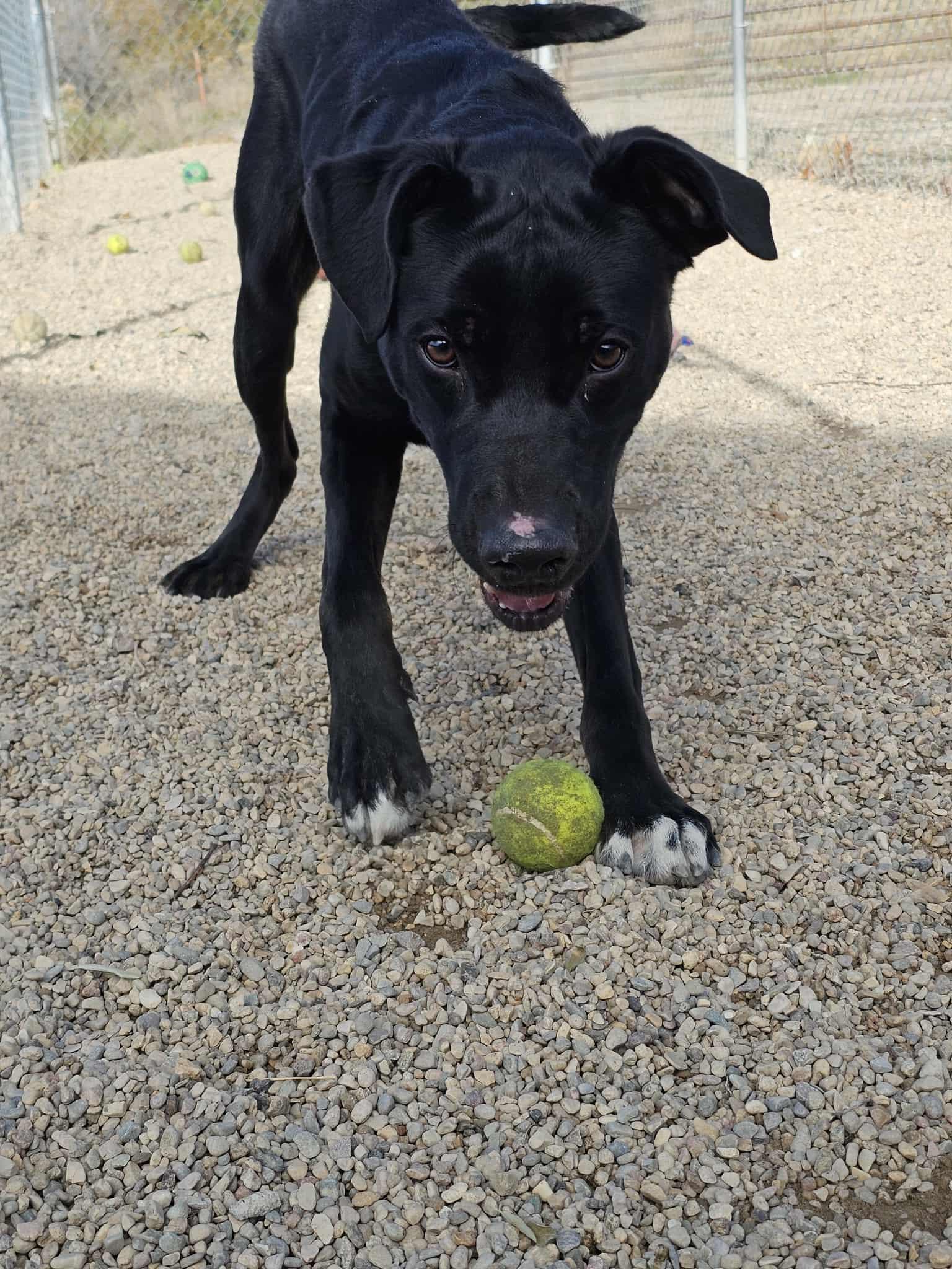 Diesel, an adoptable Labrador Retriever, Hound in Newcastle, WY, 82701 | Photo Image 2