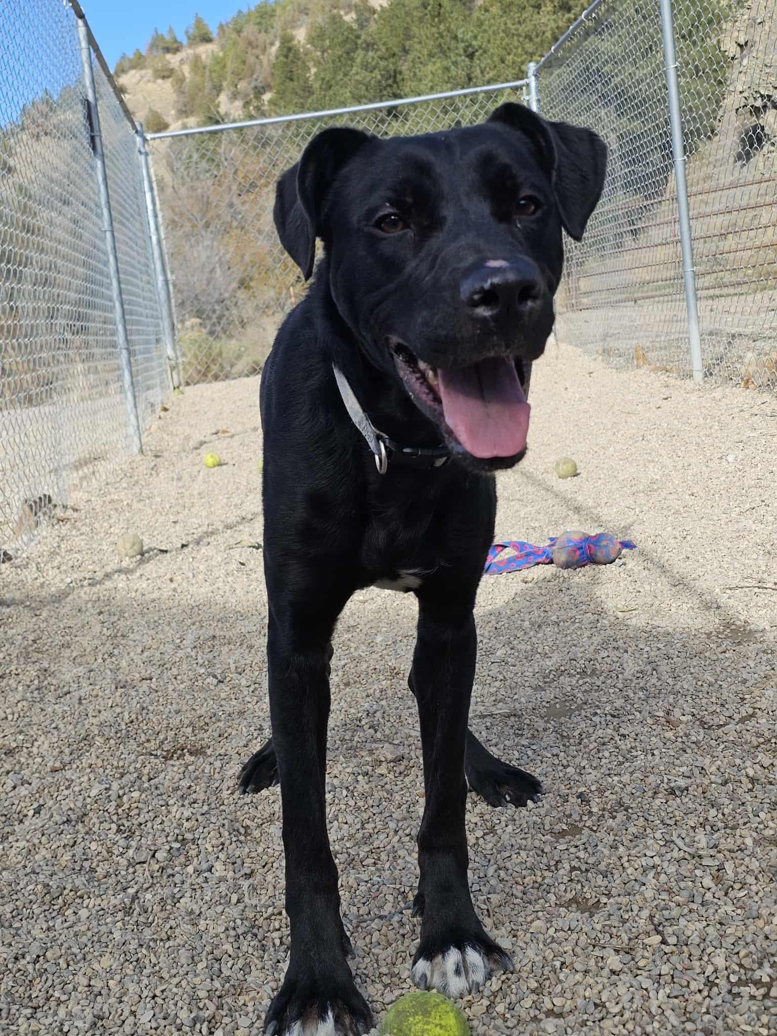 Diesel, a Adoptable mixed breed in Newcastle, WY image 3/3