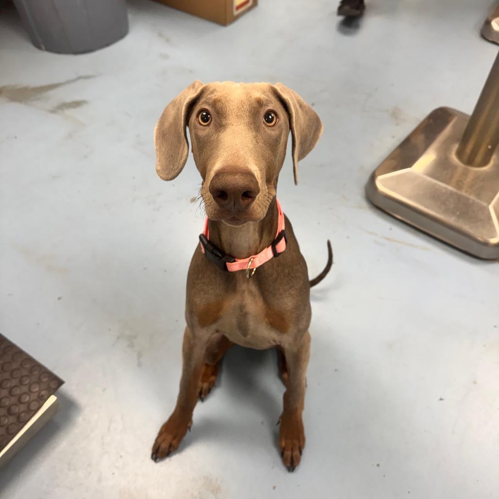 Enlarge Bee, a Adoptable Weimaraner in Brockton, MA image 1/6