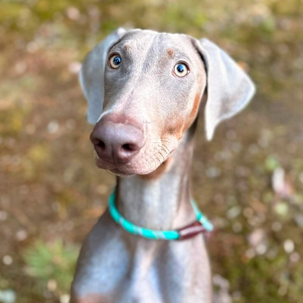 Enlarge Bee, a Adoptable Weimaraner in Brockton, MA image 2/6
