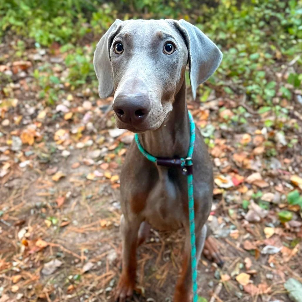 Enlarge Bee, a Adoptable Weimaraner in Brockton, MA image 3/6