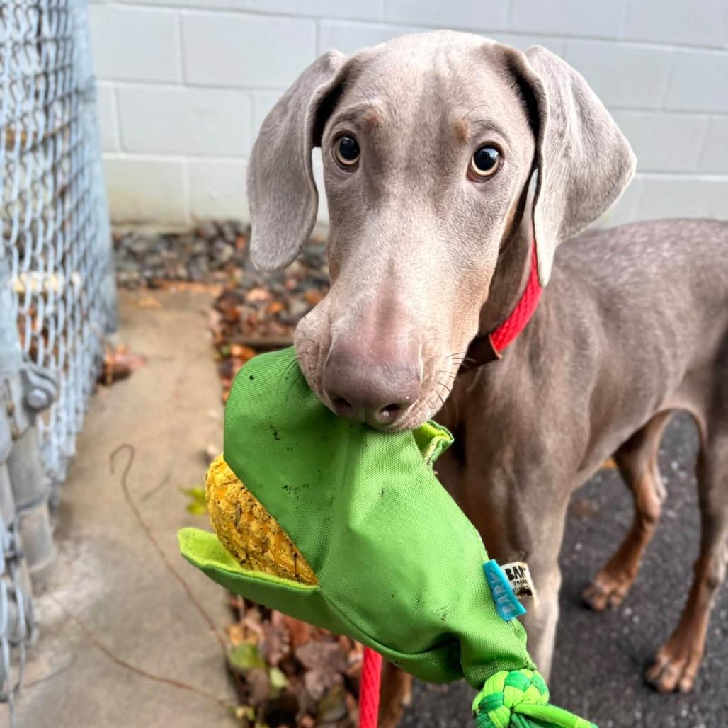Enlarge Bee, a Adoptable Weimaraner in Brockton, MA image 4/6