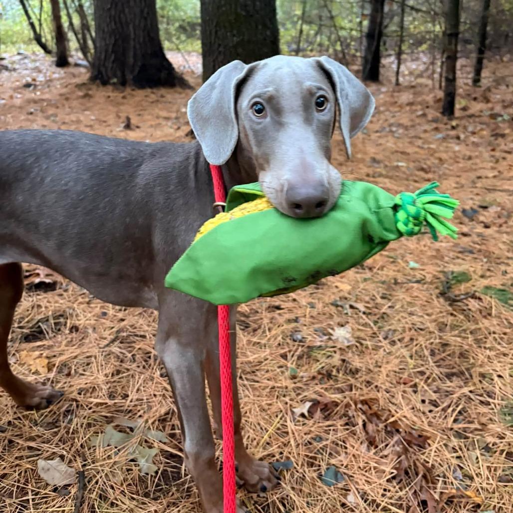 Enlarge Bee, a Adoptable Weimaraner in Brockton, MA image 5/6