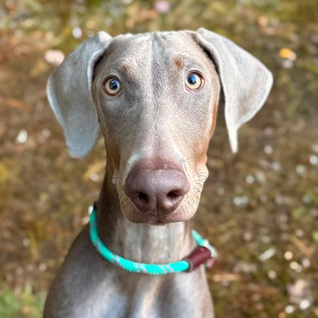 Enlarge Bee, a Adoptable Weimaraner in Brockton, MA image 6/6