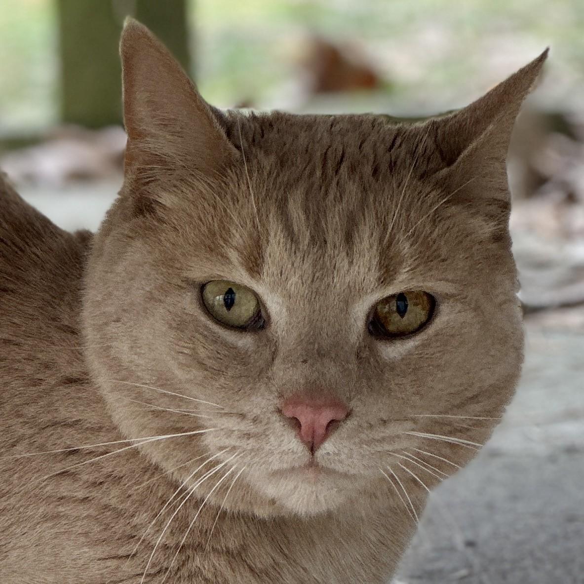 Bigfoot, a Adoptable Domestic Short Hair in Victor, NY image 4/6