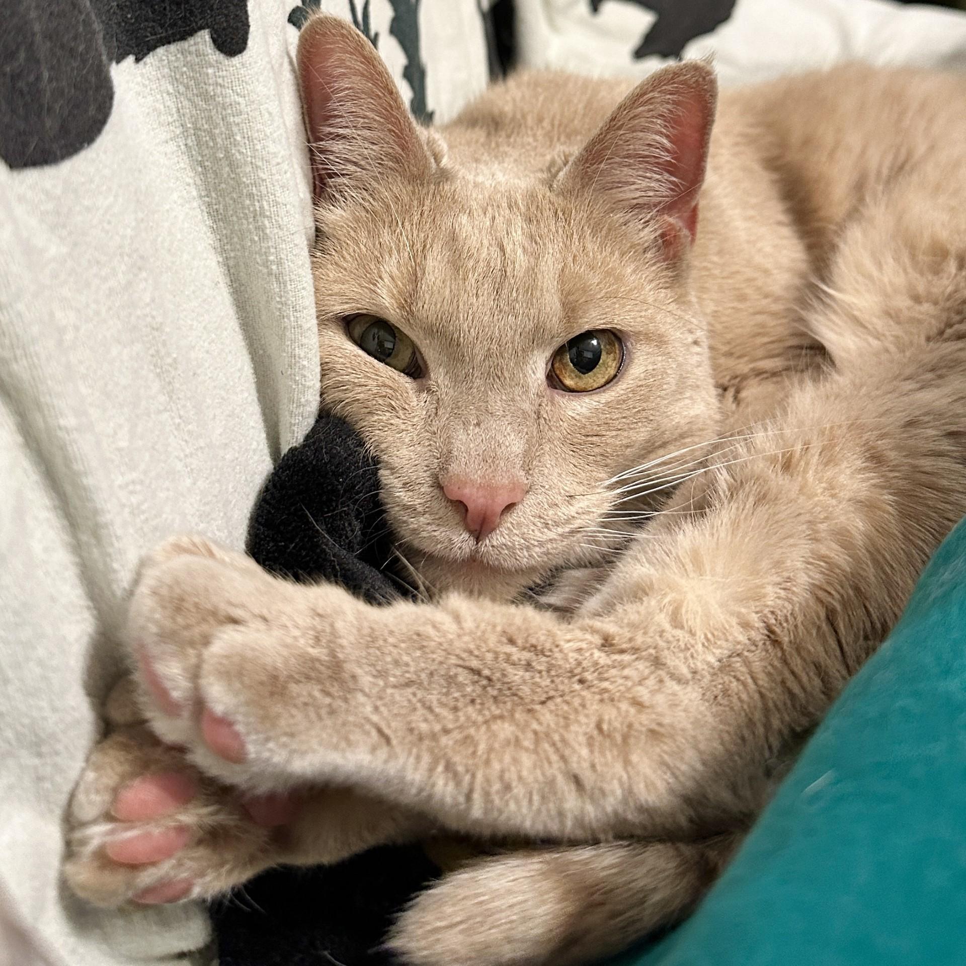 Bigfoot, a Adoptable Domestic Short Hair in Victor, NY image 3/6