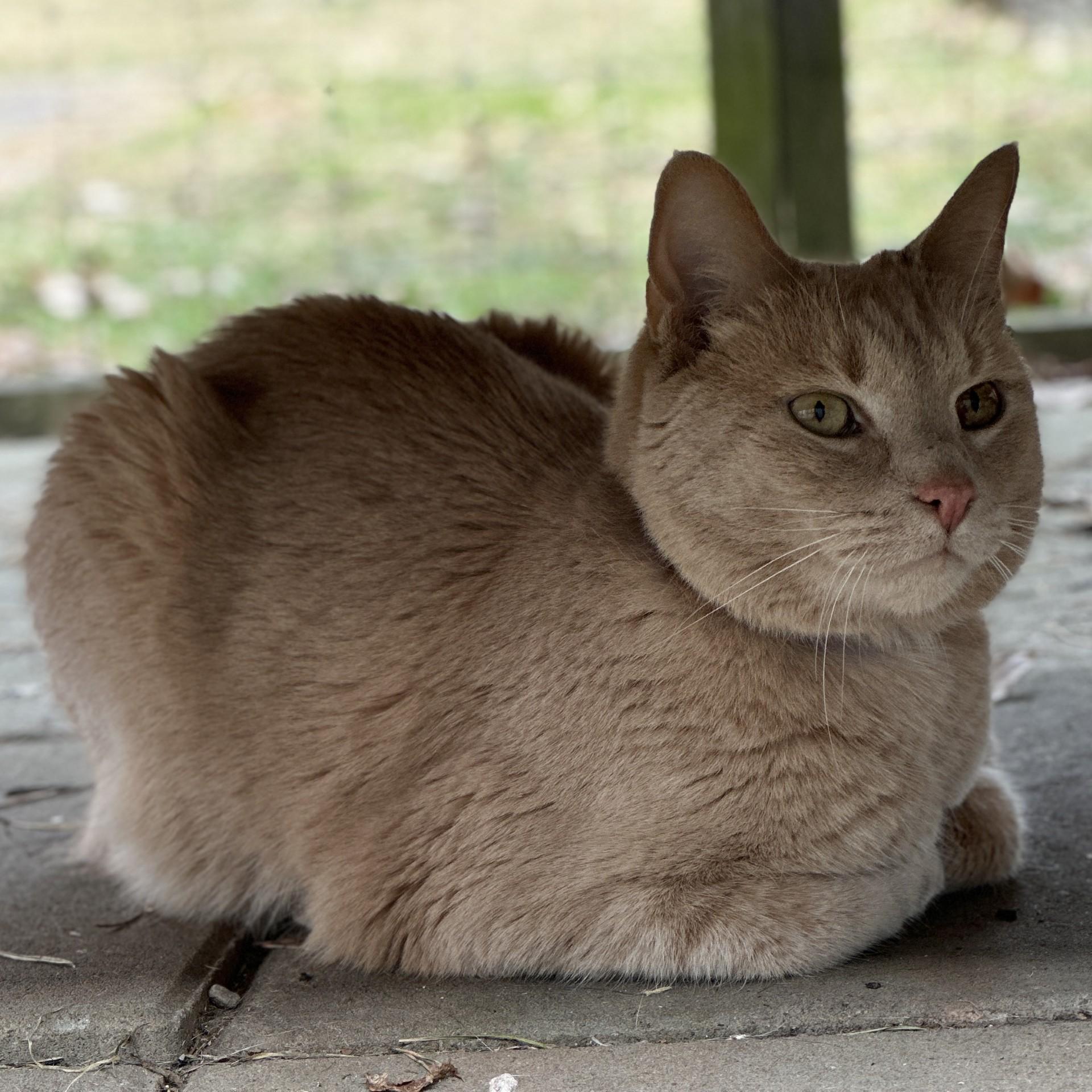 Bigfoot, a Adoptable Domestic Short Hair in Victor, NY image 6/6