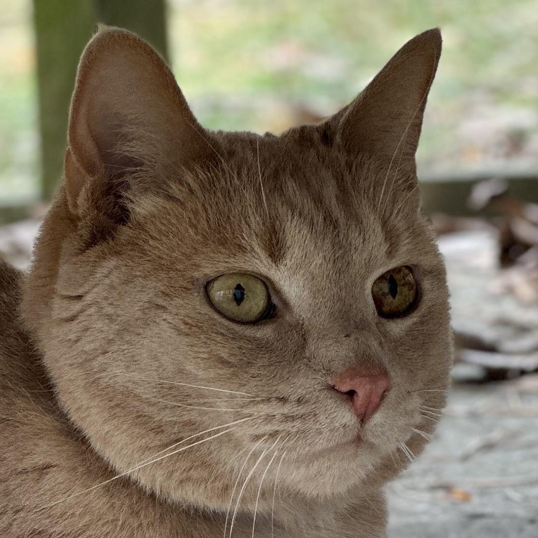 Bigfoot, a Adoptable Domestic Short Hair in Victor, NY image 2/6