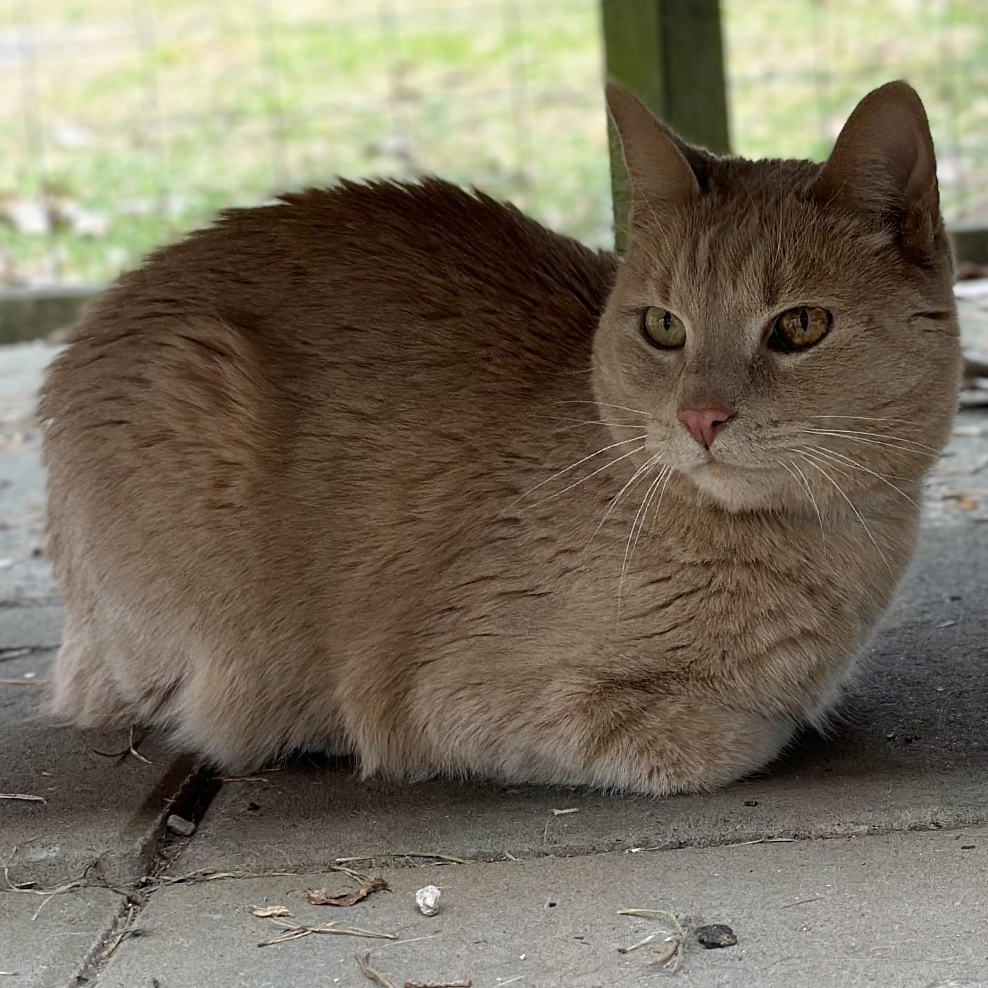 Bigfoot, a Adoptable Domestic Short Hair in Victor, NY image 5/6