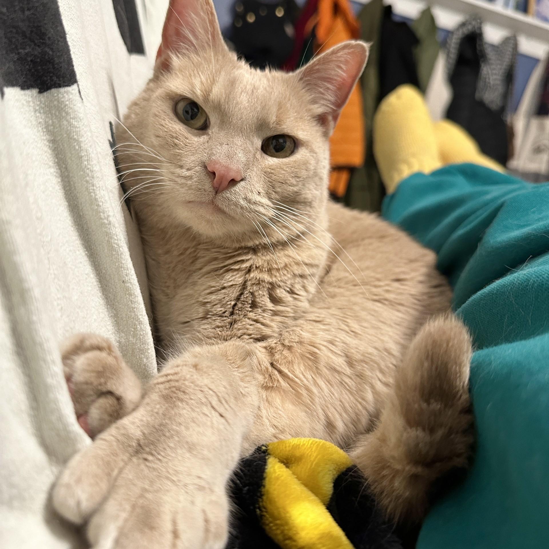 Bigfoot, Adoptable, Adult Male Domestic Short Hair.