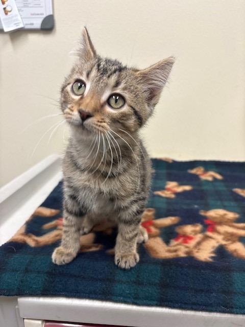 Electro, Adoptable, Kitten Male Domestic Short Hair.