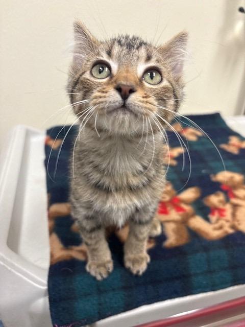 Enlarge Electro, a Adoptable mixed breed in Ladysmith, WI image 2/3