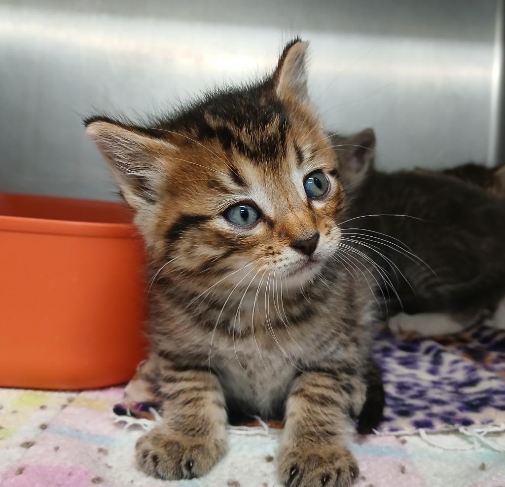 Enlarge Electro, a Adoptable mixed breed in Ladysmith, WI image 3/3