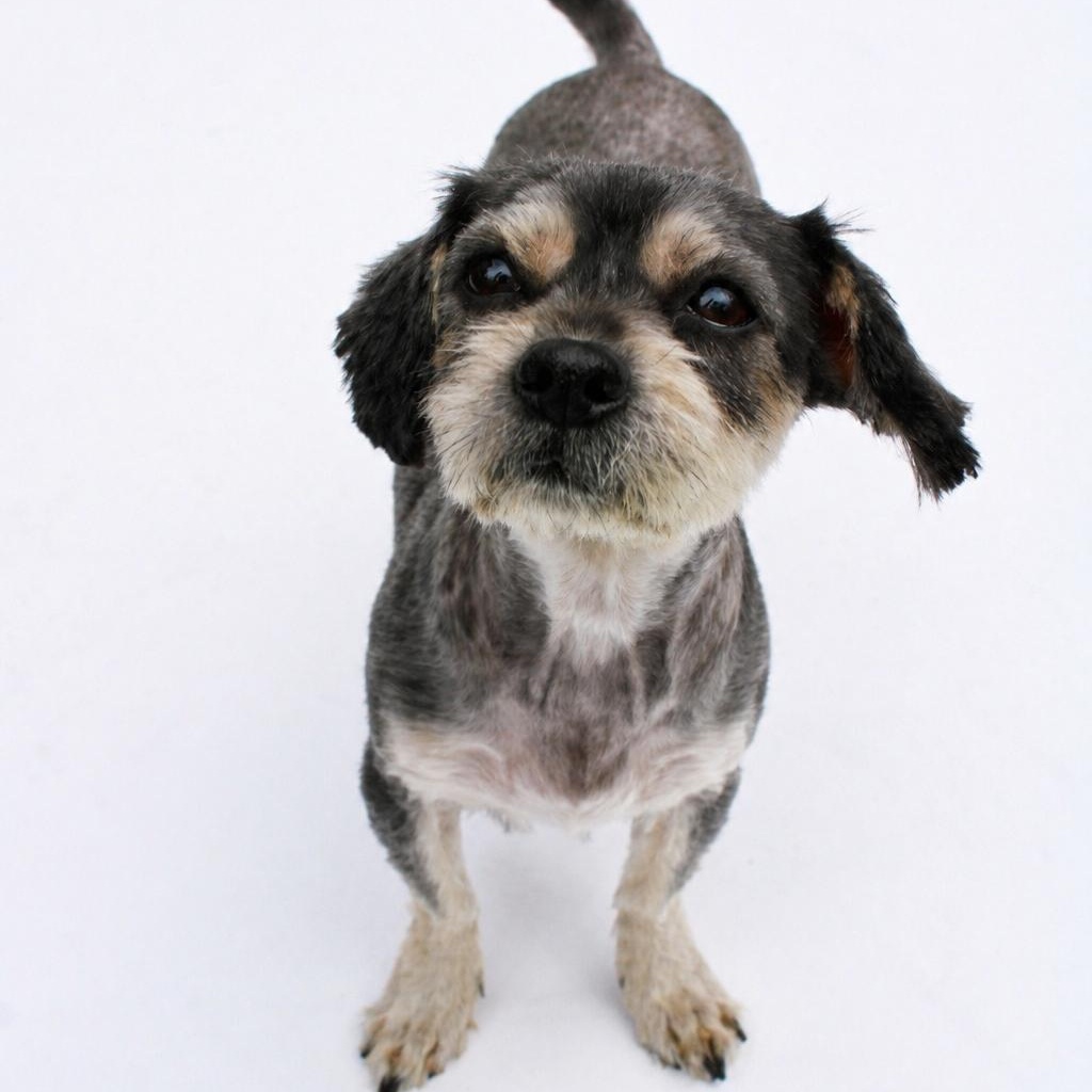 Enlarge Marcie, a ADOPTABLE mixed breed in Saratoga Springs, NY image 1/1