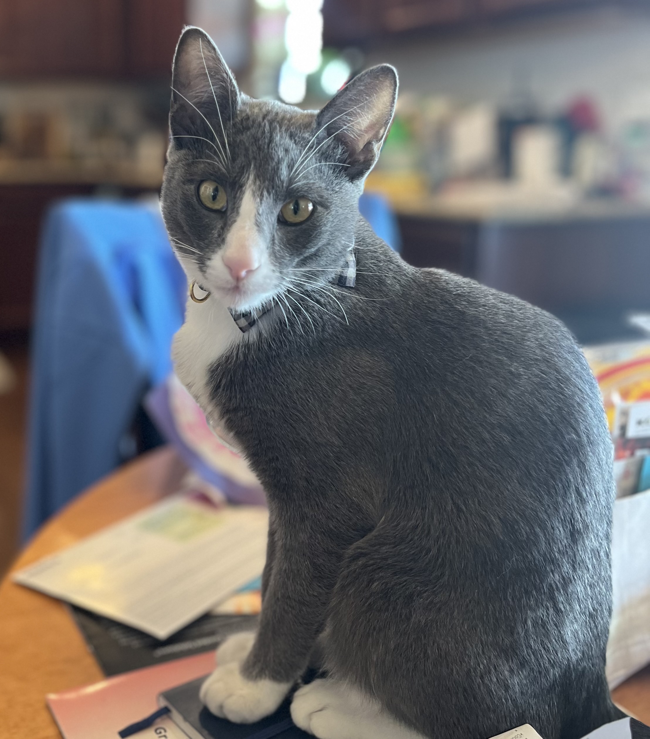 Cat for adoption ASH, a Domestic Short Hair in Loveland, CO Petfinder