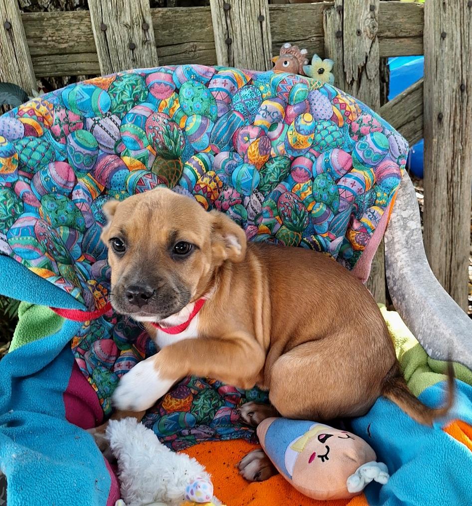 Adalene MV14263-T LOCAL Adoption Event in Marysville 4/24, an adoptable mixed breed in Marysville, WA image 1/6