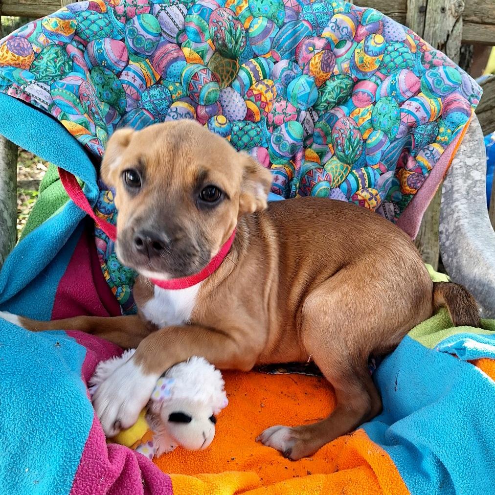 Adalene MV14263-T LOCAL Adoption Event in Marysville 4/24, an adoptable mixed breed in Marysville, WA image 6/6