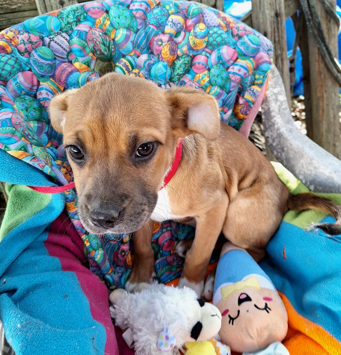 Adalene MV14263-T LOCAL Adoption Event in Marysville 4/24, an adoptable mixed breed in Marysville, WA image 3/6