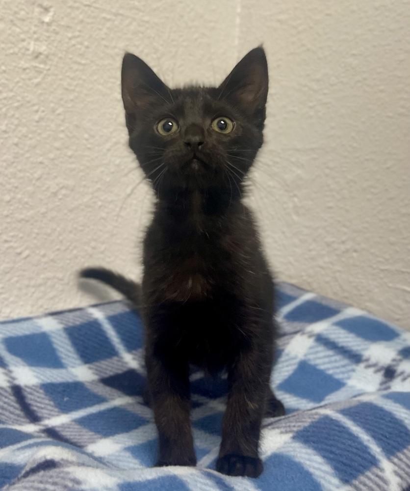 Damon, Adoptable, Kitten Male Domestic Short Hair.