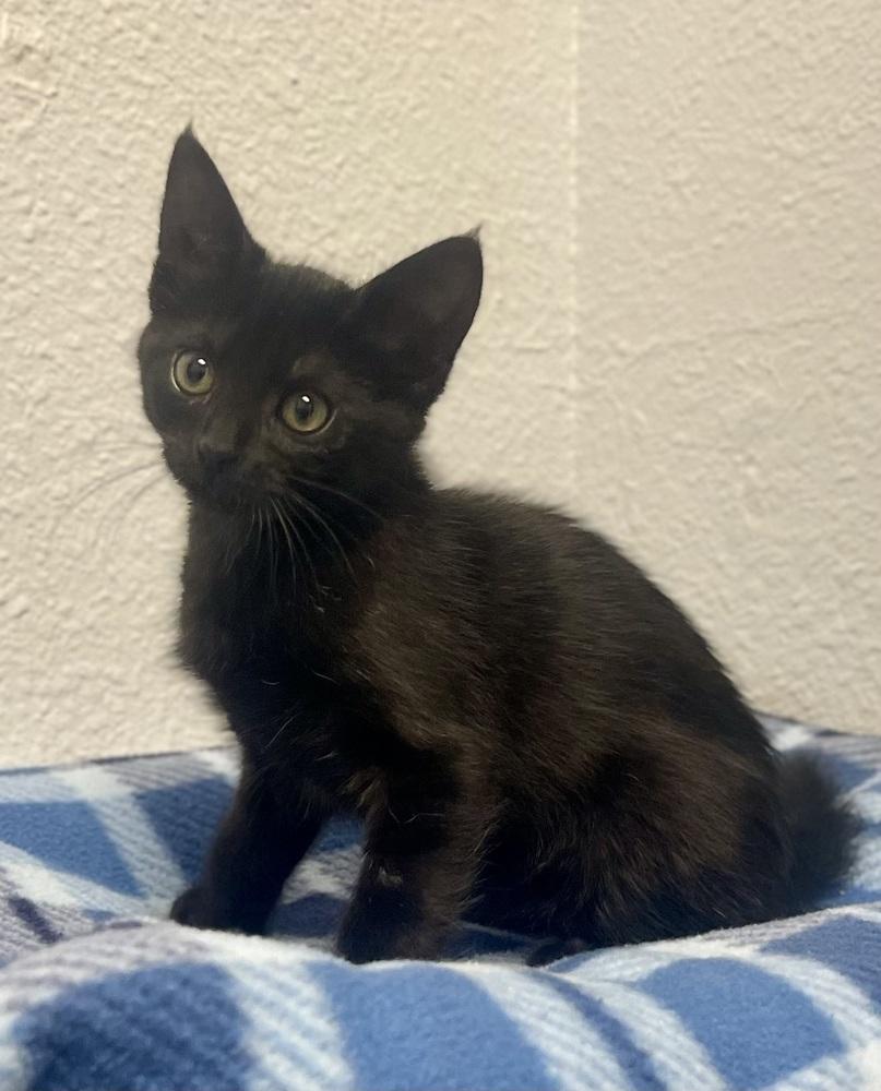 Enlarge Damon, a Adoptable mixed breed in Jamestown, CA image 2/3