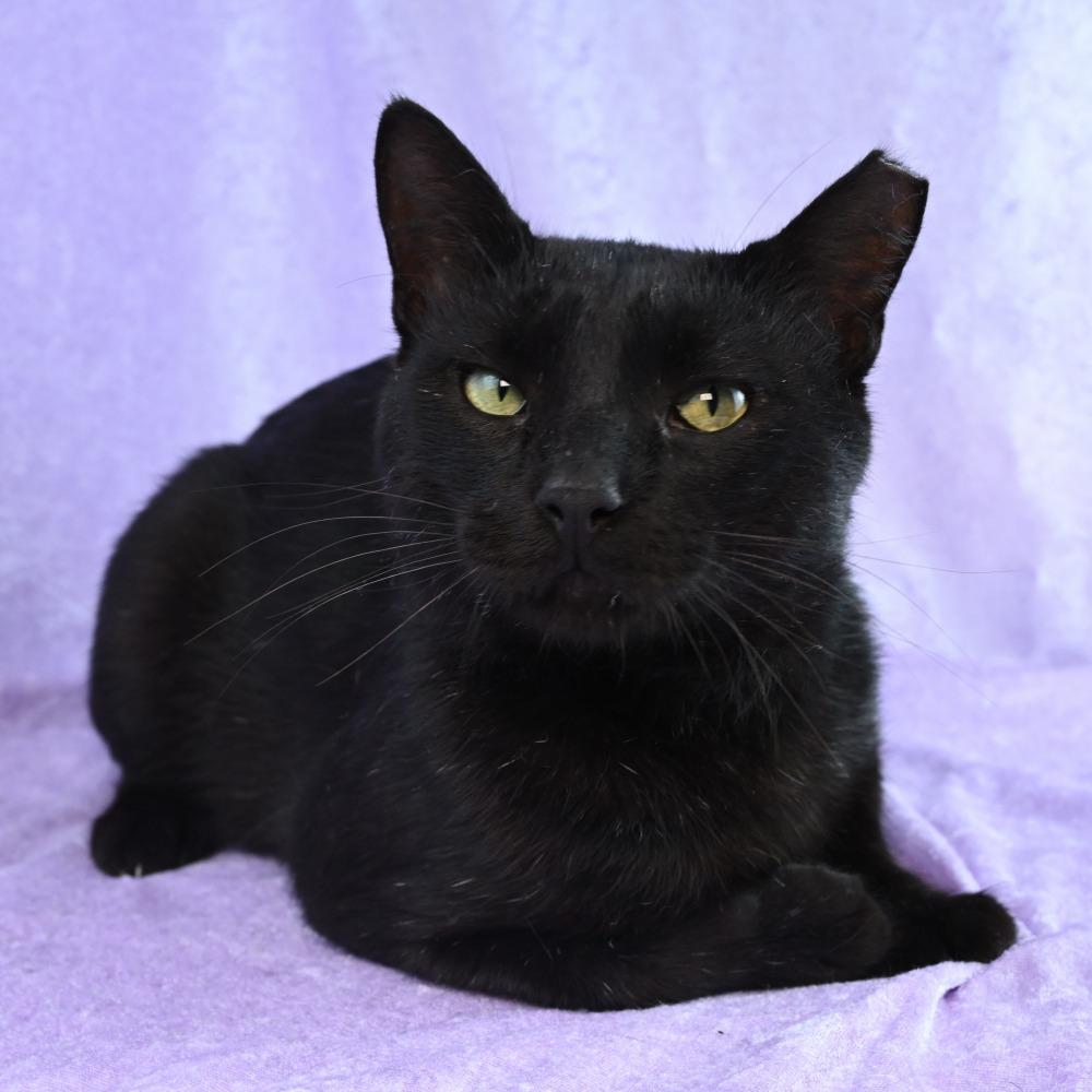 Enlarge Little Elvis, a Adoptable Domestic Short Hair in Mobile, AL image 1/6