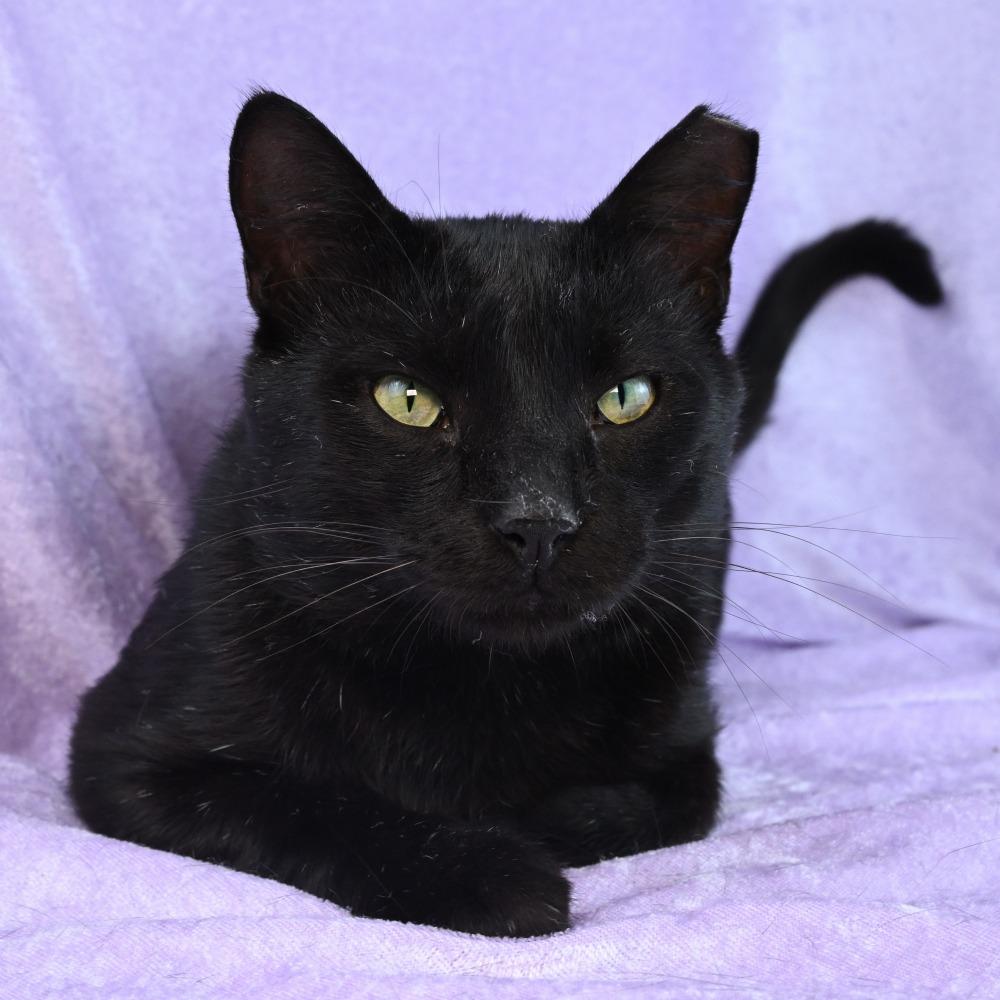 Enlarge Little Elvis, a Adoptable Domestic Short Hair in Mobile, AL image 2/6