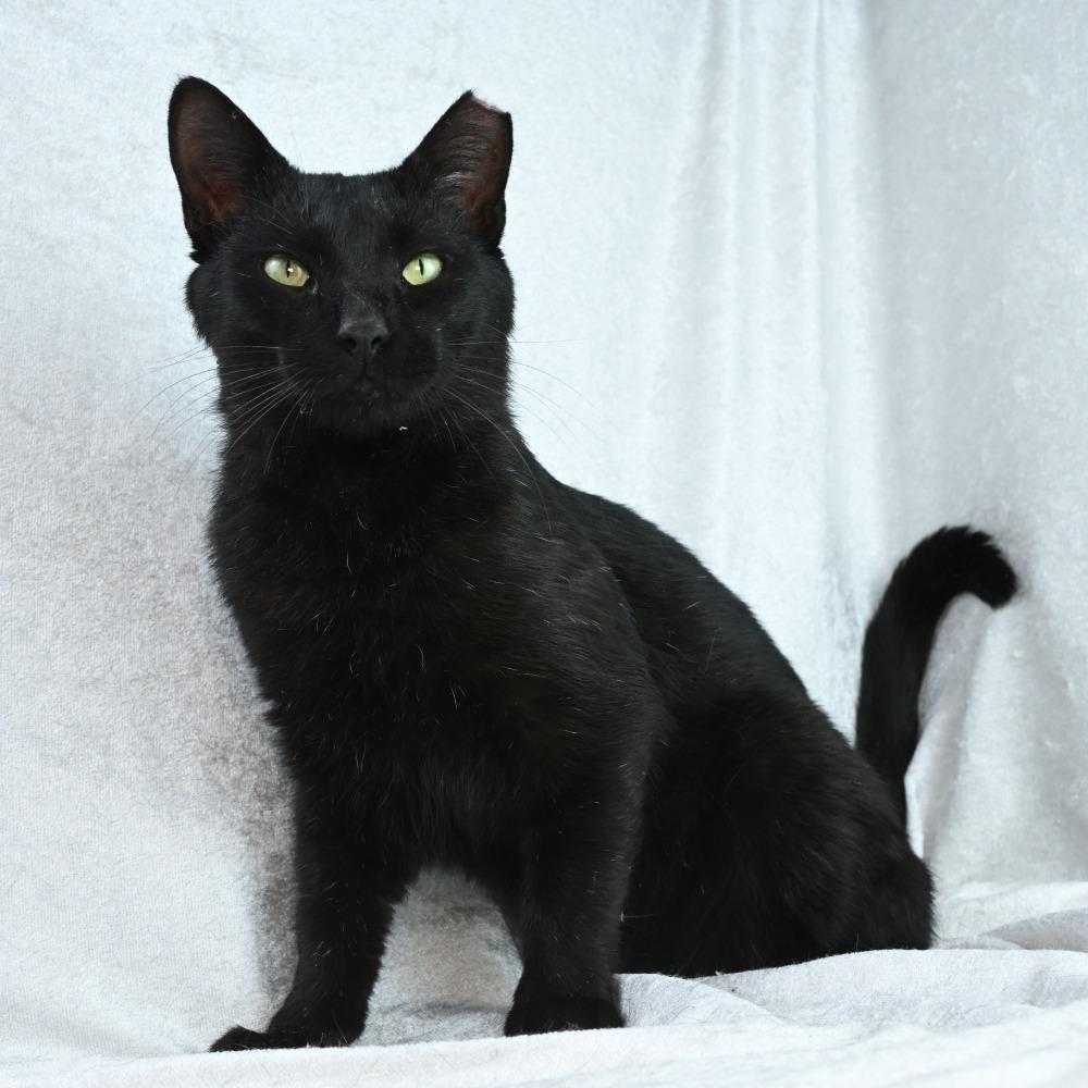 Enlarge Little Elvis, a Adoptable Domestic Short Hair in Mobile, AL image 3/6